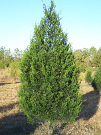 Pictures Of A Pine Cedar Tree 98